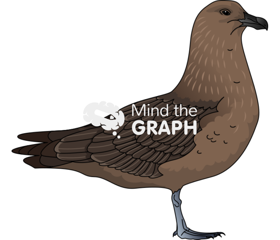 Stercorarius antarcticus hamiltoni brown skua bird Icons, Symbols, Pictures, and Images
